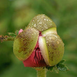 Papaver orientalis - Oriental Poppy - Patty's Plum