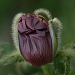 Papaver orientalis - Oriental Poppy - Patty's Plum