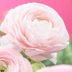 Ranunculus - Buttercups - Double Pink