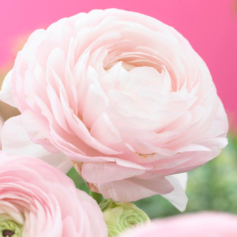 Ranunculus - Buttercups - Double Pink