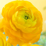 Ranunculus - Buttercups - Double Yellow