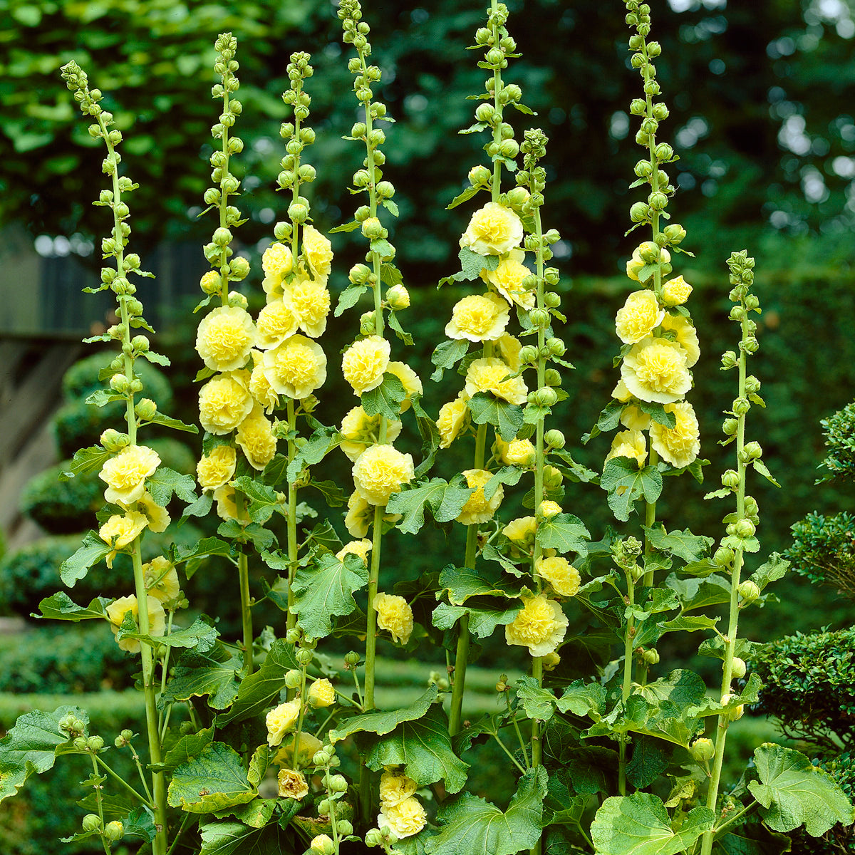 Hollyhock - Alcea Rosea - Yellow