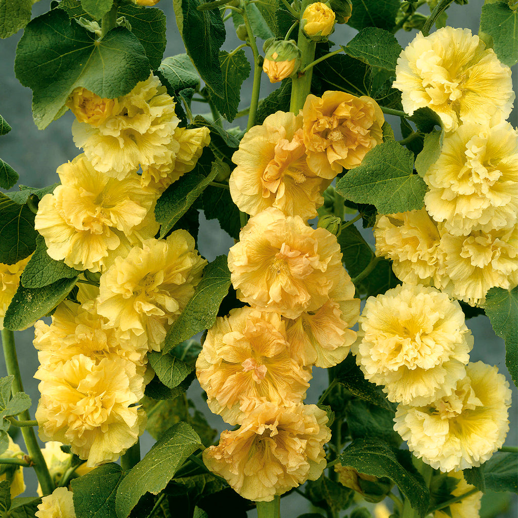 Alcea Tree Yellow Hollyhock Flowers