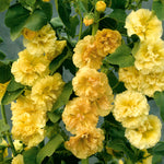 Hollyhock - Alcea Rosea - Yellow