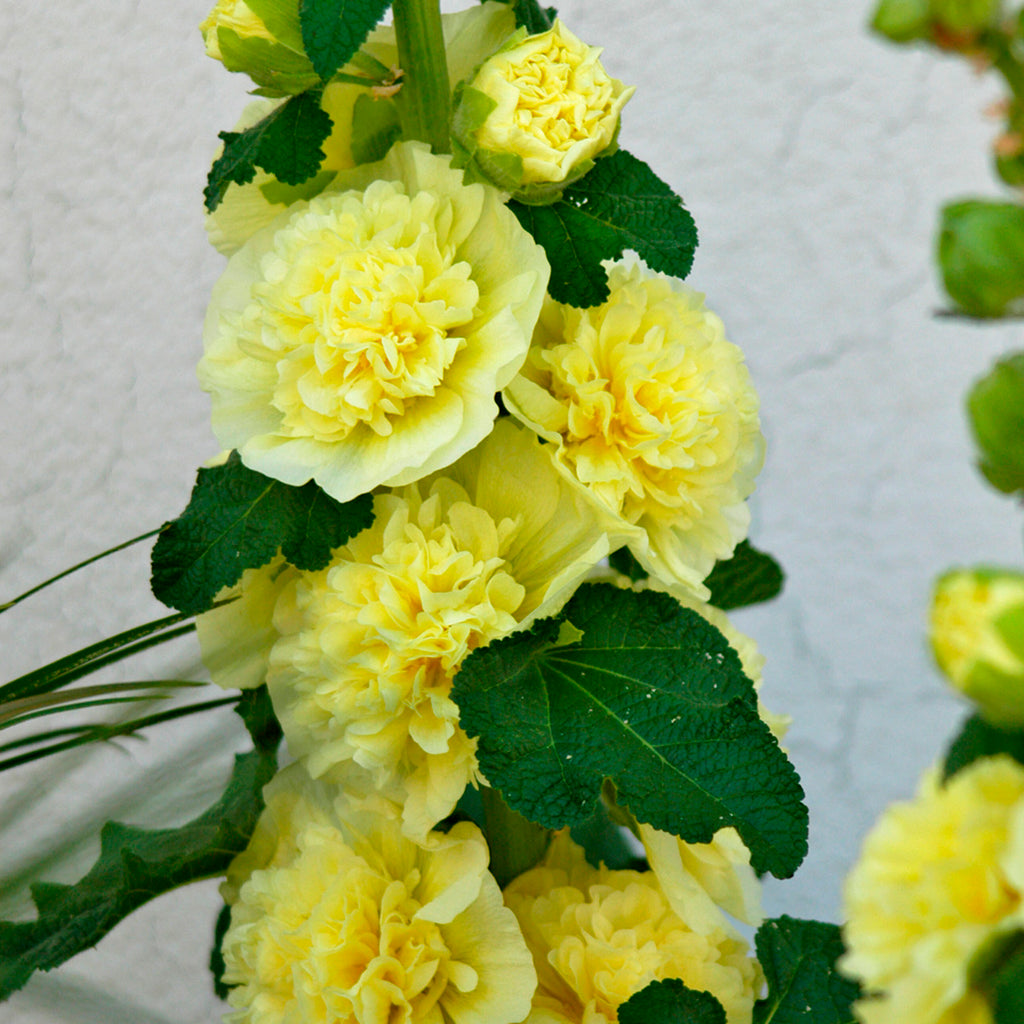 25+ Double Yellow Alcea Rosea Hollyhock Seeds - Perennial Flower