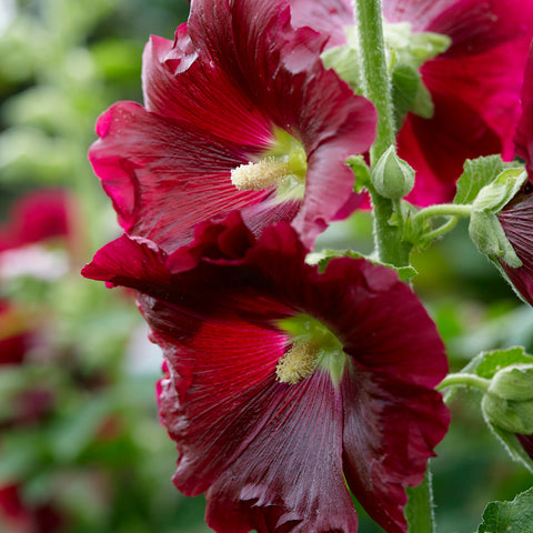 Hollyhock - Alcea Rosea - Red