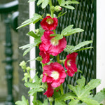 Hollyhock - Alcea Rosea - Red