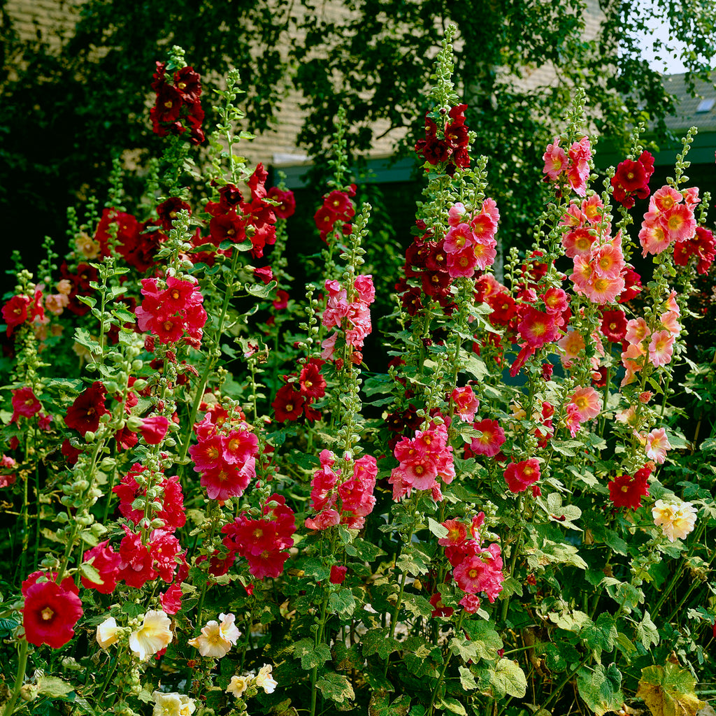 Hollyhock - Alcea Rosea - Red – Plantcetera