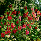 Hollyhock - Alcea Rosea - Red