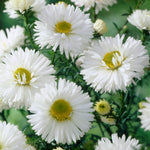 Aster - White Ladies