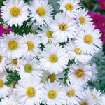 Aster - White Ladies