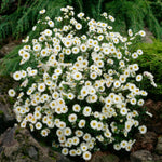 Aster - White Ladies