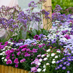 Aster - White Ladies