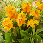 Canna - Cannasol™ - Happy Emily®