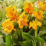 Canna - Cannasol™ - Happy Emily®