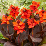 Canna - Cannasol™ -  Happy Julia®