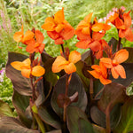 Canna - Cannasol™ - Happy Wilma®