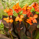 Canna - Cannasol™ - Happy Wilma®