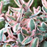 Sedum - Winky - Garden Succulent