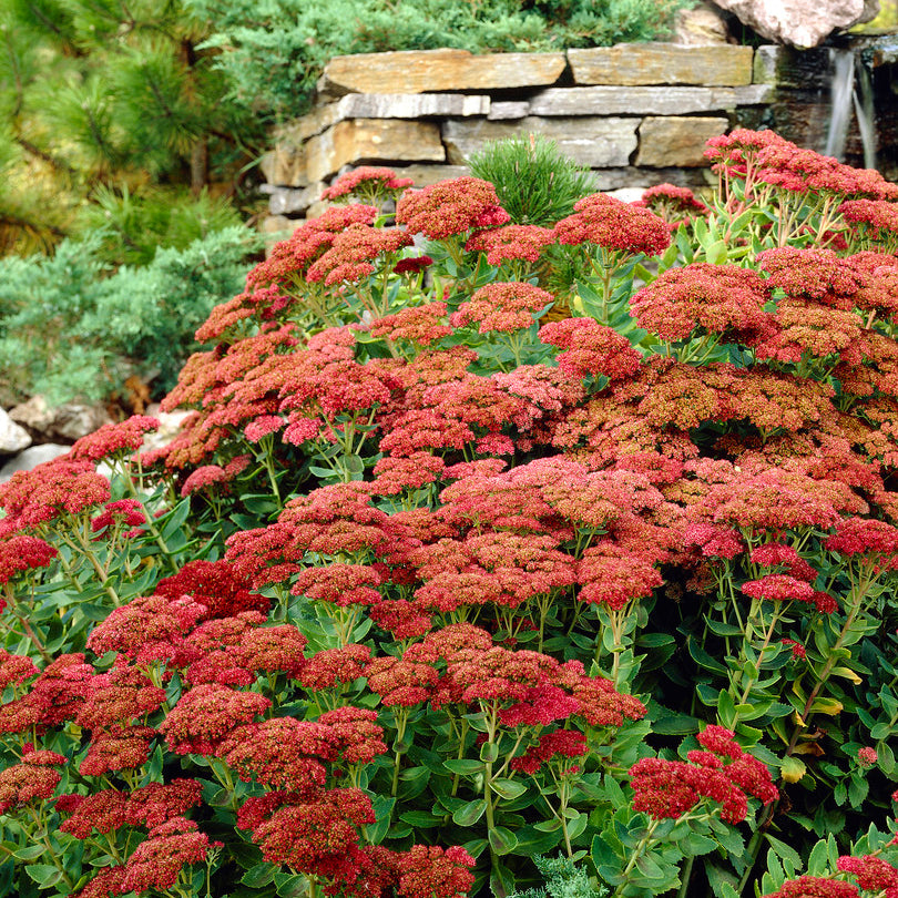 red sedum succulent Sedum - Herbstfreude