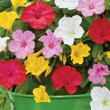 Mirabilis Jalapa - Four O'Clocks - Patio Kit - with Green Metal Planter, Soil & Growers Pot