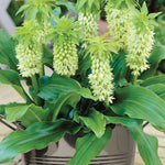 Pineapple Lily - with Stainless Metal Planter, Soil & Growers Pot