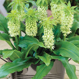 Pineapple Lily - with Stainless Metal Planter, Soil & Growers Pot