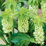 Pineapple Lily - with Stainless Metal Planter, Soil & Growers Pot
