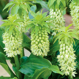 Pineapple Lily - with Stainless Metal Planter, Soil & Growers Pot