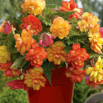 Begonia - Golden Balcony - Patio Kit - with Red Metal Planter, Soil & Growers Pot