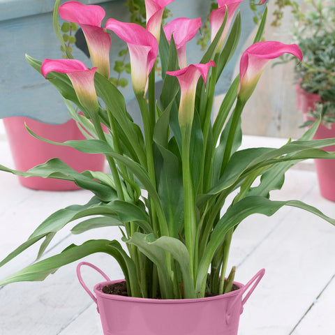 Calla - Pink - Patio Kit - with Pink Metal Planter, Soil & Growers Pot