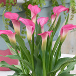 Calla - Pink - Patio Kit - with Pink Metal Planter, Soil & Growers Pot