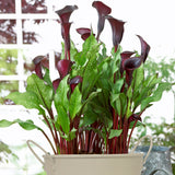 Calla - Black Star - Patio Kit - with Ivory Metal Planter, Soil & Growers Pot
