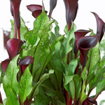 Calla - Black Star - Patio Kit - with Ivory Metal Planter, Soil & Growers Pot