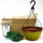 Strawberry - Eversweet - Cosmopolitan Hanging Basket - GMO Free