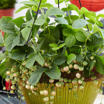 Strawberry - Eversweet - Cosmopolitan Hanging Basket - GMO Free