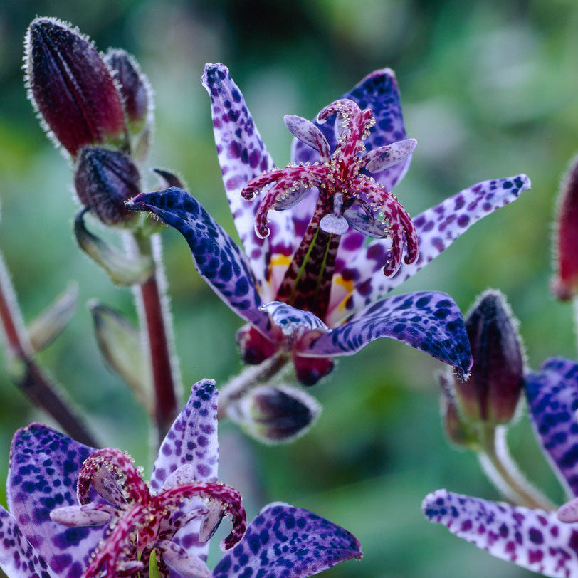 Tricyrtis