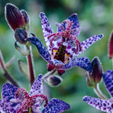 Tricyrtis - Specimen Japanese Woodland Lily