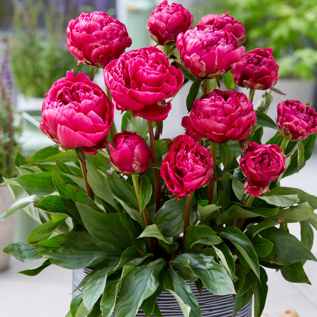 plant peonies in a pot Peony - London