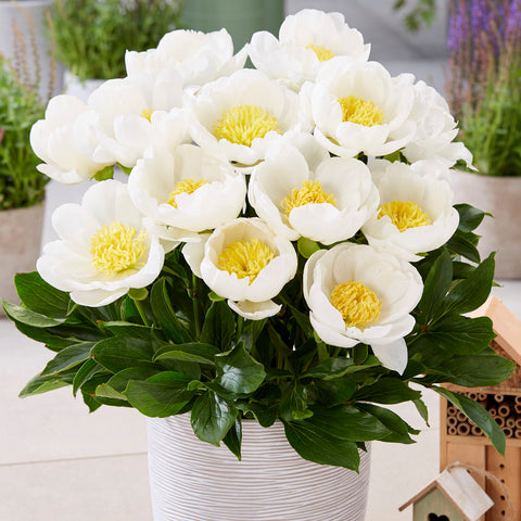 Peony - Dublin - Patio Variety For Containers