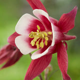 Aquilegia - Columbine - Biedermeier