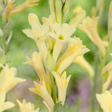 Tuberose - Polianthes - Single  Blooming Yellow