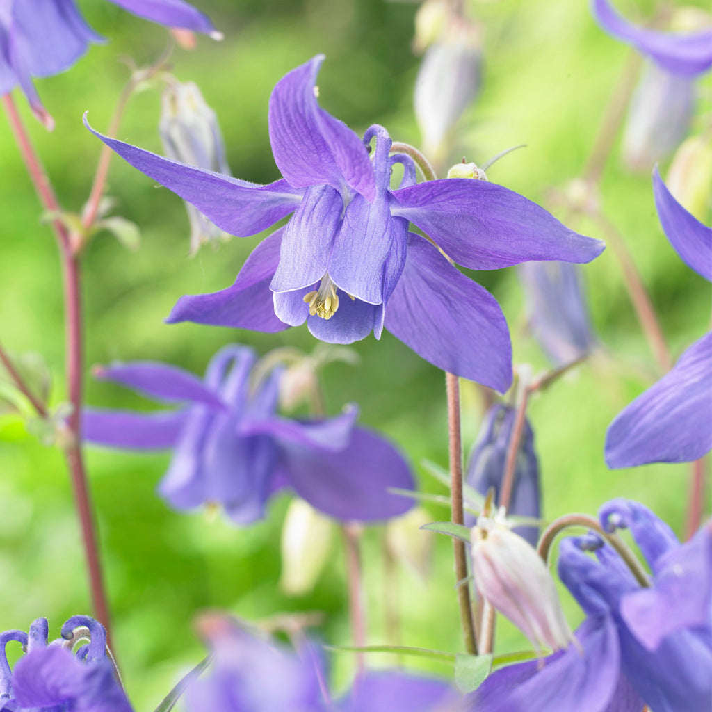 Aquilegia - Columbine