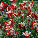 Aquilegia - Columbine - Crimson Star