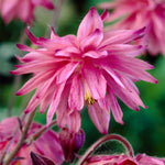 Aquilegia - Columbine - Artisian Blend