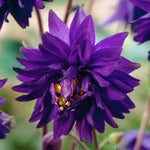 Aquilegia - Columbine - Artisian Blend