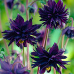 Aquilegia - Columbine - Artisian Blend