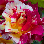Rose - Maurice Utrillo™