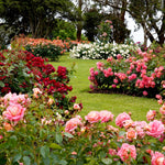 Rose - Maurice Utrillo™