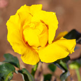Rose - Midas Touch™